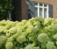 Hydrangea arborescens 'Annabelle'  - Amerikaanse Hortensia 'Annabelle' - 1