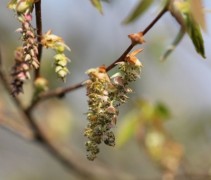 Carpinus Japonica