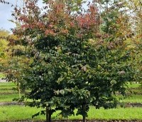 Parrotia persica 'Bella' - Perzisch IJzerhout - struikvorm nazomer