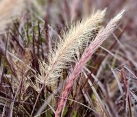 Pennisetum setaceum 'Rubrum Dwarf' - Lampenpoetsersgras 'Rubrum Dwarf' - 1