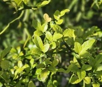 Poncirus trifoliata - Wilde citrus - 1