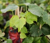 Parthenocissus tricuspidata 'Veitchii' - Wilde Wingerd Quickhedge - 2