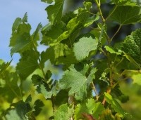 Vitis vinifera 'Weisser Boskoop' - Witte druif  'Weisser Boskoop' - 1