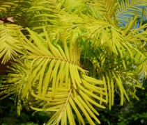 Metasequoia glyp. 'Gold Rush'