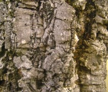 Quercus Ilex / steeneik bast