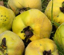 Rijpe vruchten 'Vranja'
