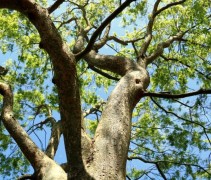 Zelkova serrata