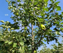 Malus domestica 'Jacques Lebel'