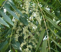 Toona sinensis bloesem