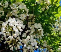 Wisteria brachybotrys 'Shiro Kapitan'