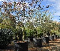 Amelanchier lamarckii - Krentenboompje - 1