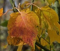 Acer rufinerve  - Streepjesbast Esdoorn - 3