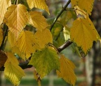 Acer rufinerve  - Streepjesbast Esdoorn - 4