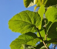 Corylus avellana 'Aurea' - Geelbladige hazelaar - herfst