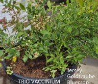 Vaccinium corymbosum 'Jersey' - Blauwe bes 'Jersey' - 1
