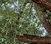 Salix alba - Schietwilg - 4