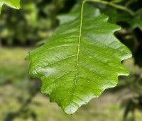 Quercus warei 'Regal Prince' - Eik 'Regal Prince' - 2