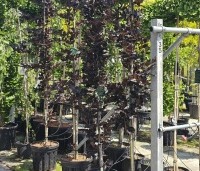 Fagus sylvatica 'Rohan Obelisk' - Beuk 'Rohan Obelisk' - mei