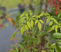 Nandina domestica - Hemelse bamboe - 4