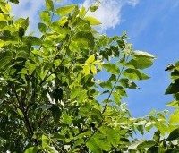 Carya illinoinensis - Pecannoot - 4