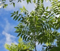 Carya illinoinensis - Pecannoot - 3