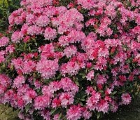 Rhododendron Yakushimanum 'Pink Cherub' - Rijk bloeiende Japanse Rhododendron - 5