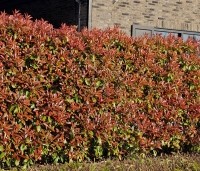 Photinia fraseri 'Red Robin'  - Glansmispel - april 2025