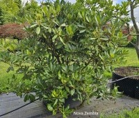 Rhododendron 'Nova Zembla' - Rododendron 'Nova Zembla' - 1