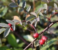 Rosa glauca - Struikroos - 1