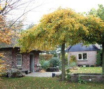 Carpinus betulus Pendula toepassing parasolboom