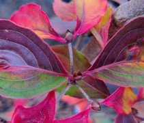 Cornus kousa 'Wieting's Select'