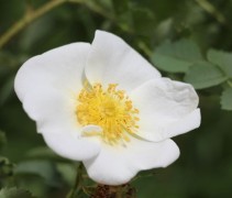 Rosa Pimpinellifolia