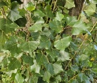 Populus nigra 'Italica' - Italiaanse populier - 2
