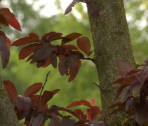 Blad en stam Prunus cerasifera 'Nigra'