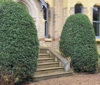Prunus lusitanica 'Angustifolia' - Portugese laurier - 1