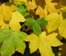 Acer campestre