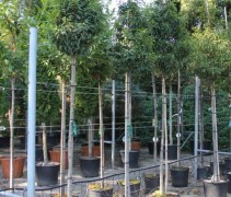 Prunus lusitanica 'Augustifolia' in container (kuip)