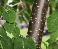 Syringa pekinensis 'Gimborn's China Pearl' - Chinese sering 'Gimborn's China Pearl' - 3