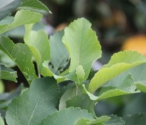 Amelanchier obelisk