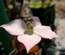Cornus kousa Cappucino