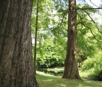 Metasequoia Glyptostroboïdes