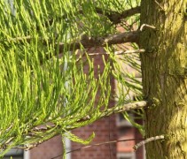 Taxodium distichum 'Nutans' detail naalden (Moerascypres 'Nutans')