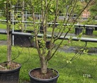 Prunus dom. 'Reine Claude d'Althan' - Prunus dom. 'Reine Claude d'Althan' - 1