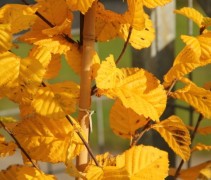 herfstgeel blad van de Zuilvormige haagbeuk