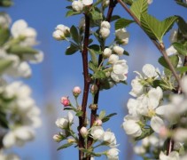 Malus Evereste bloesem