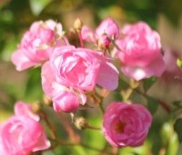 Rosa'The Fairy' - Bodembedekkende roos 'The Fairy' - 1