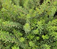 Spiraea nipponica 'Snowmound' - Spierstruik 'Snowmound' - vakbeplanting  - 1