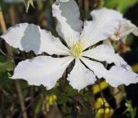 Clematis 'Gladys Picard' - Bosrank 'Gladys Picard'  - 1