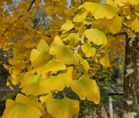 Ginkgo biloba - Japanse Notenboom - 1