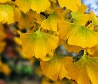 Ginkgo biloba - Japanse Notenboom - 6